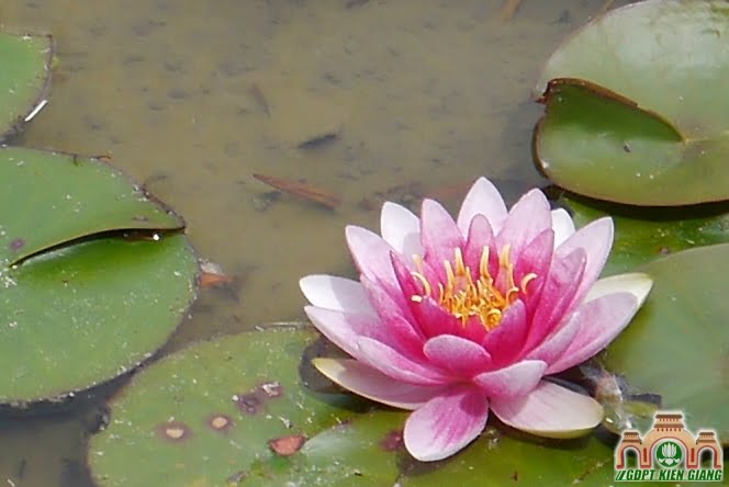 Pink lily in the Kuan Yin Buddhist Temple garden International Buddhist Society Richmond BC