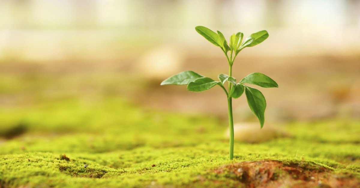 13412 new life plant grow green hope wide 1200w tn