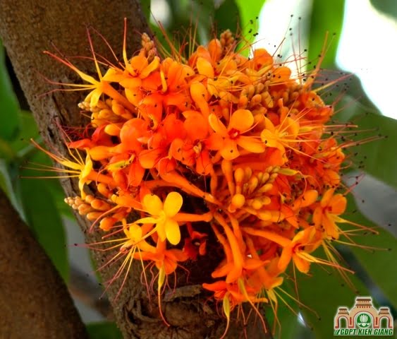 Hoa Asoka (nguồn: India Mike)