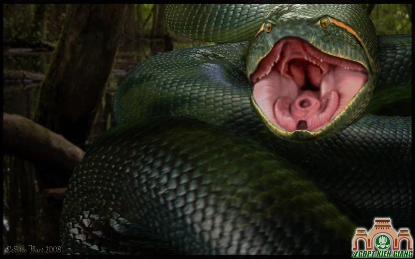 Anaconda by CedricoIkari