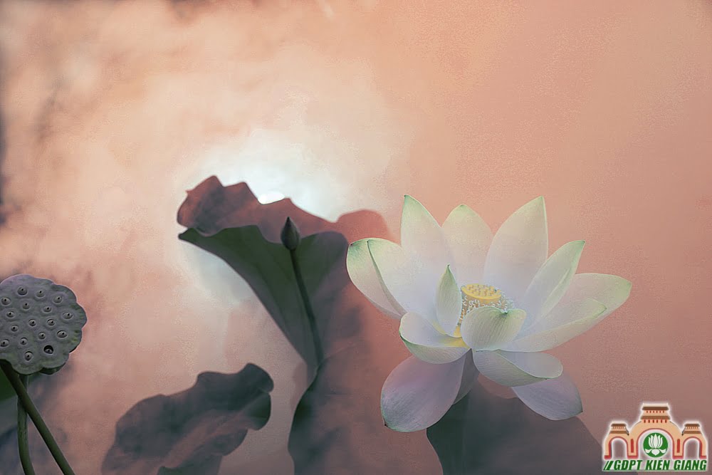 Lotus 53