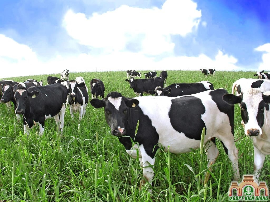 Ăn Chay và Môi Trường Sinh Thái